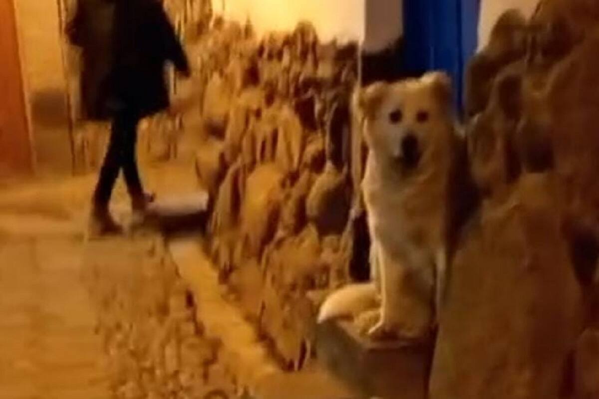 Perrito se vuelve viral por saludar con la patita a los peatones