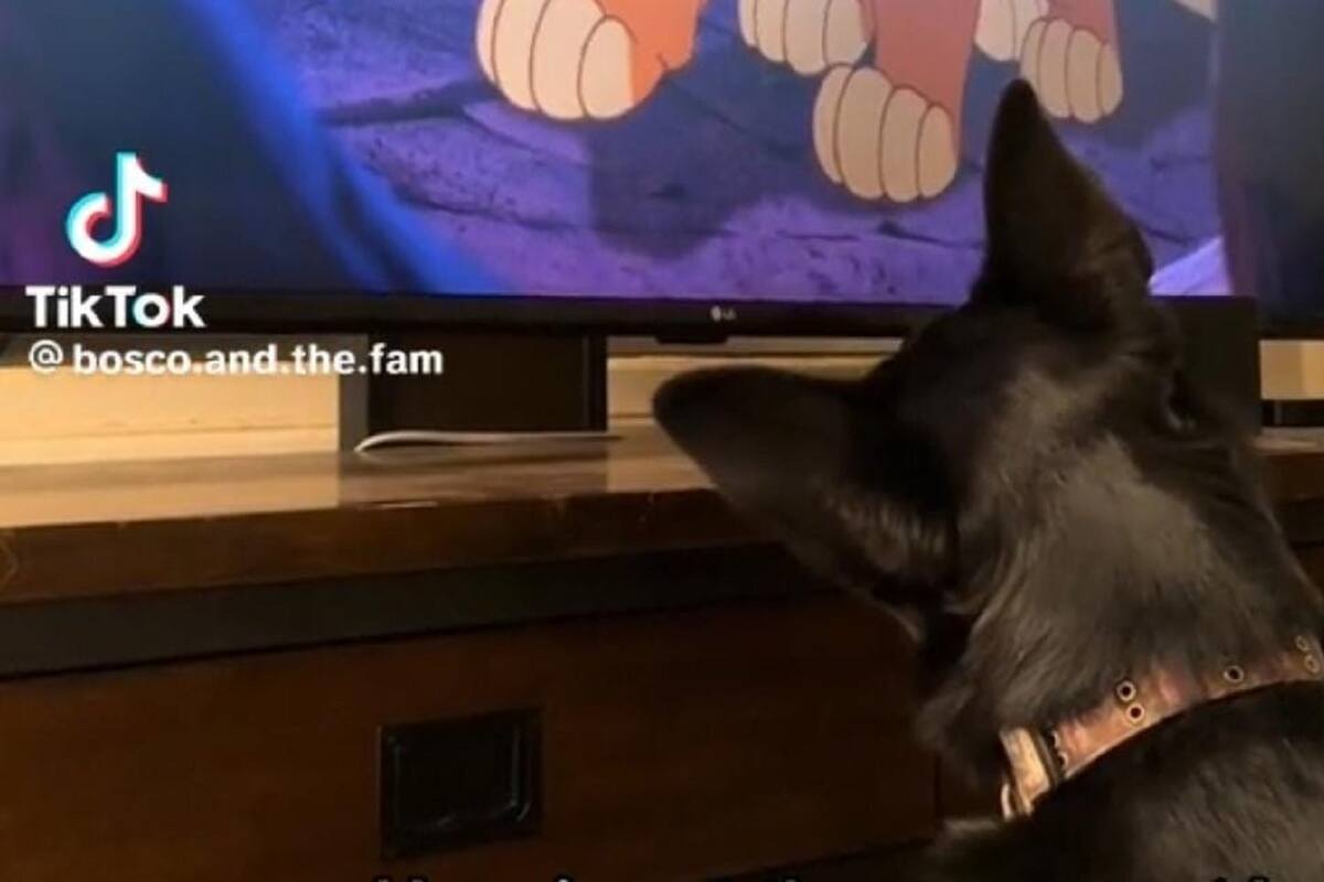 Perrito llora al ver “El rey león” y se vuelve viral en TikTok