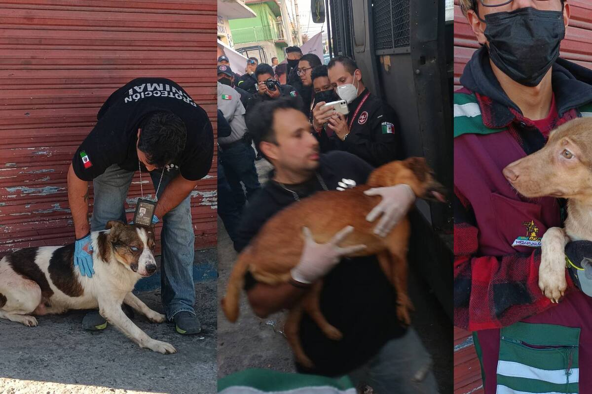 ¡Tacos de perro! Rescatan a 100 canes que serían sacrificados en Nezahualcóyotl