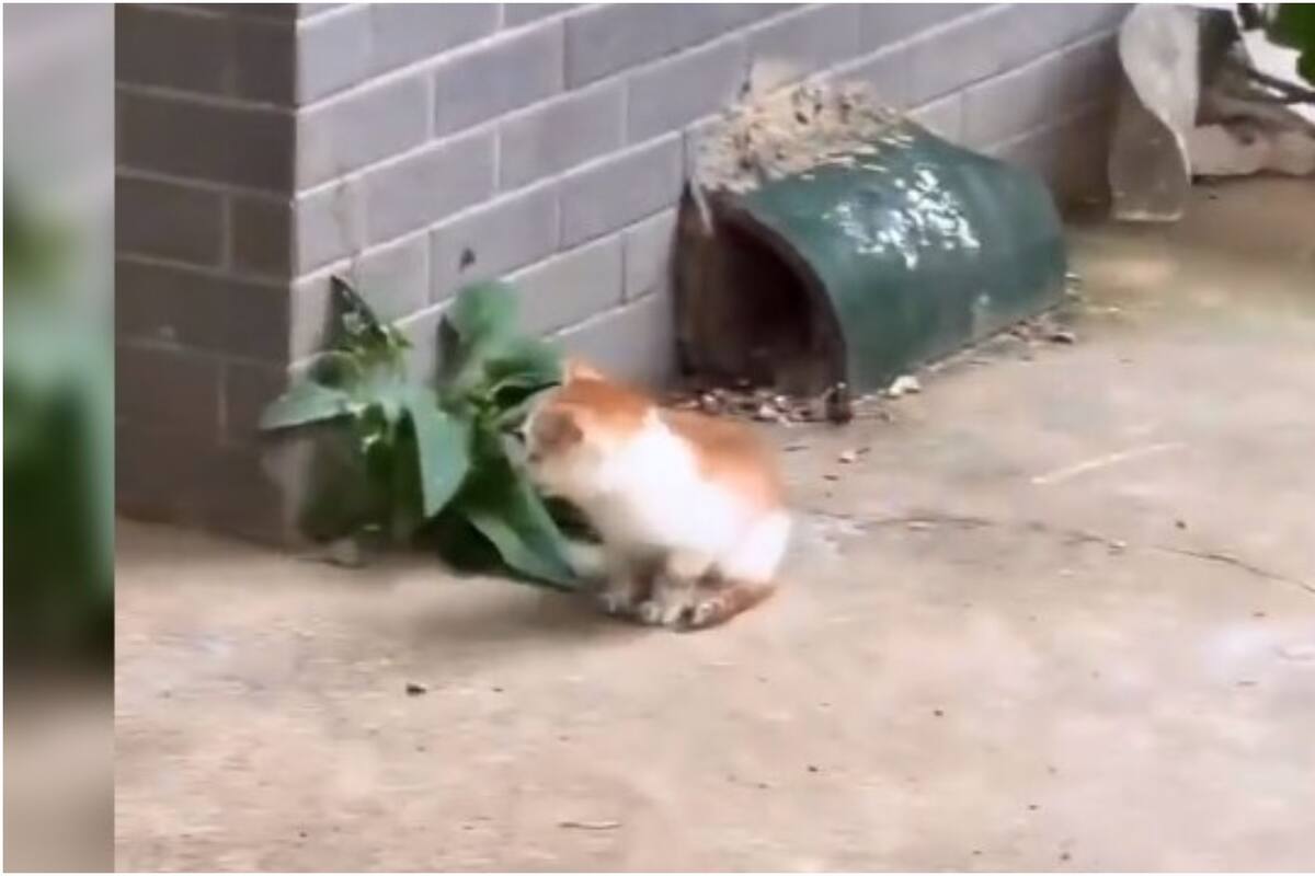 Enternece a Twitter el video de un gatito perdido, su llanto y el inesperado desenlace