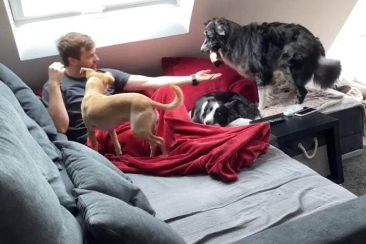 Perrito le lleva una cerveza a su dueño y se vuelve viral en redes sociales