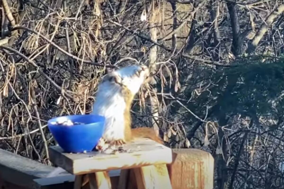 VIDEO: Traviesa ardilla roba peras fermentadas y por accidente se emborracha