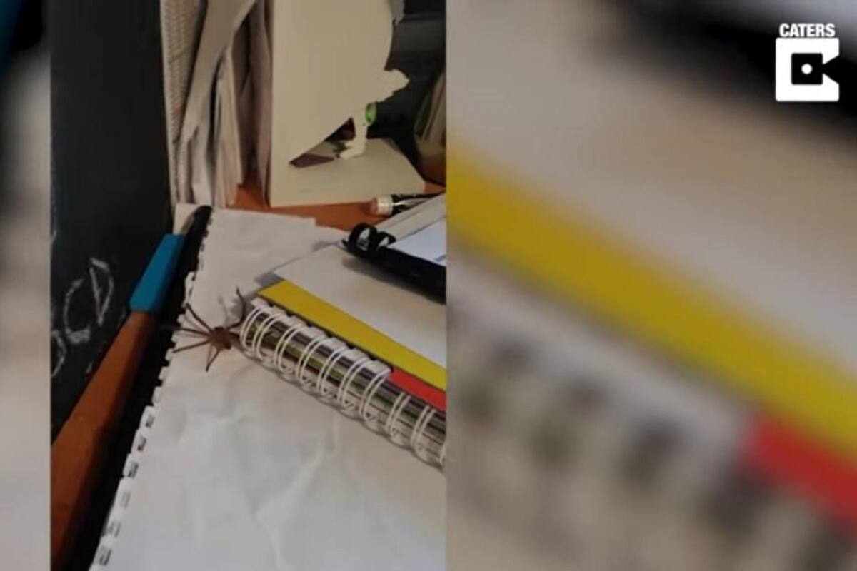 Joven sorprende a internautas luego de grabar la enorme araña que estaba en su cuaderno