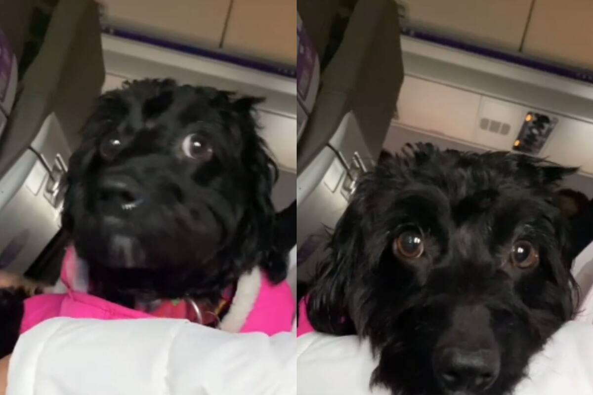 VIDEO: La reacción de esta perrita al subirse al avión enamora a miles de internautas