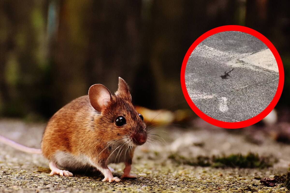 VIDEO: Mujeres liberan a un roedor que termina siendo presa de un ave hambrienta