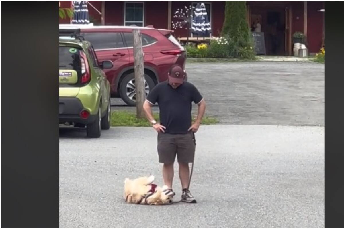 Un "berrinche perruno" se convierte en sensación al volverse viral en las redes sociales