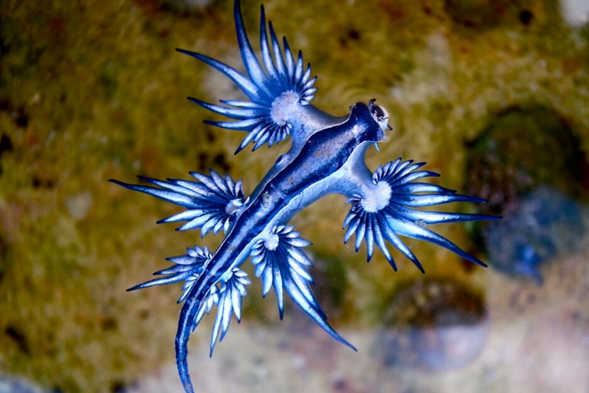 El impresionante “dragón azul” causa sorpresa en las playas: conoce a esta peligrosa especie marina