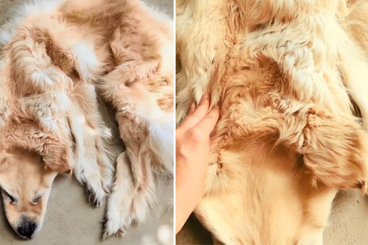 VIDEO: Critican a familia que convirtió en alfombra a su perro golden retriever