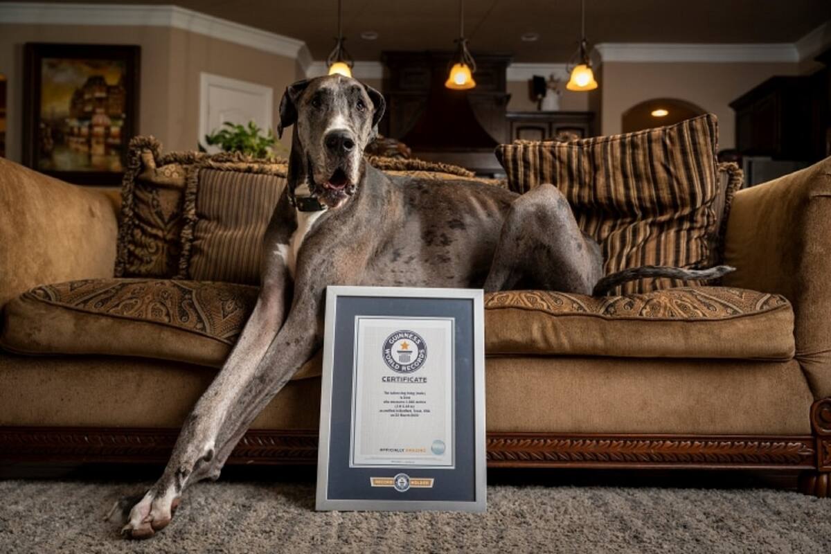 "Zeus", el perro más grande del mundo según el Guinness World Records