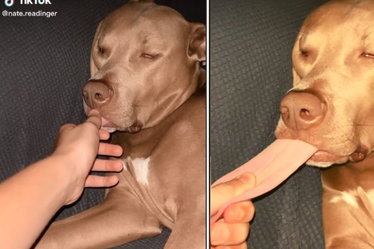Perrito se queda completamente dormido con la lengua de fuera y su dueña se la estira