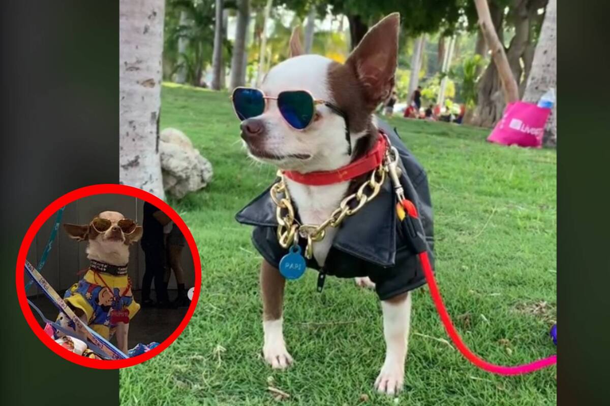 VIRAL: Perrito modelo enamora a millones de usuarios en TikTok