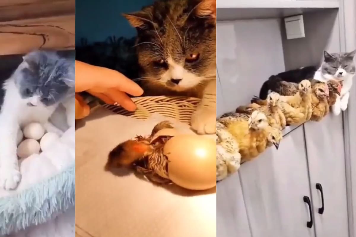 Gatita se convierte en ‘la mamá de los pollitos’ tras incubar unos huevos