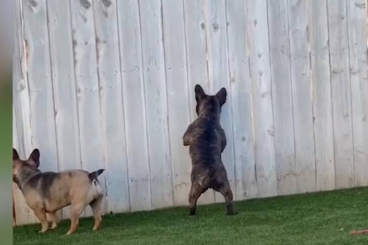 Perrito se hace viral en redes sociales por su graciosa afición de espiar a sus vecinos