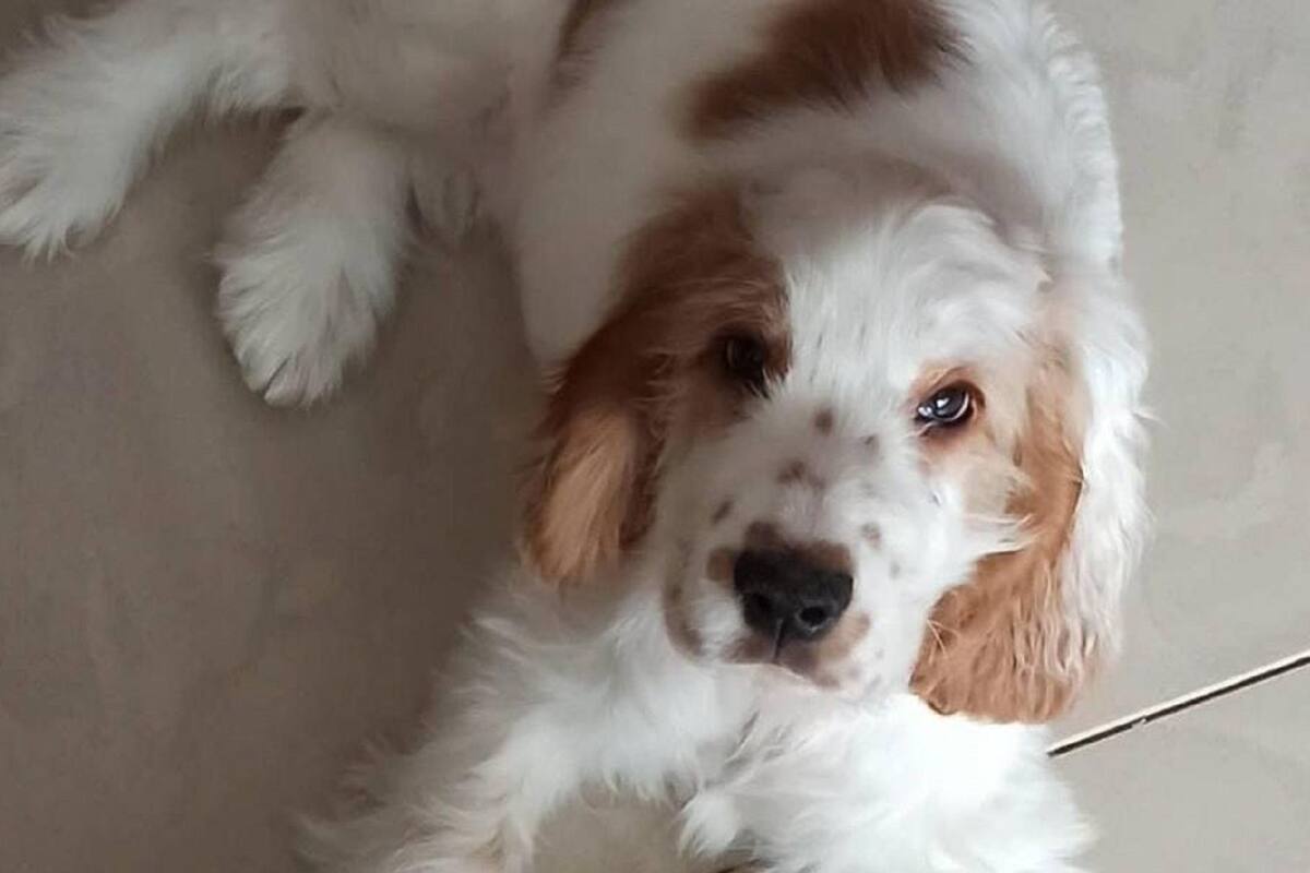 Perrita sorda causa sensación en TikTok al entender el lenguaje de señas