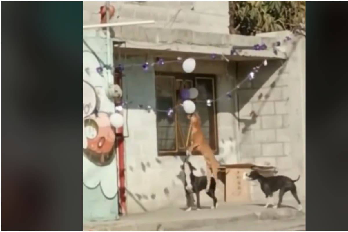 Tres lomitos se viralizan en redes sociales tras jugar con un par de globos