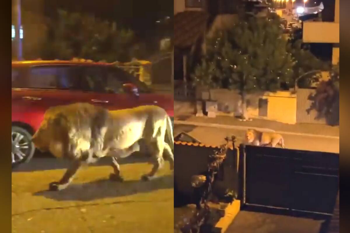 VIRAL: un enorme león alarma a los vecinos de Ladispoli, Roma, al merodear libremente por las calles