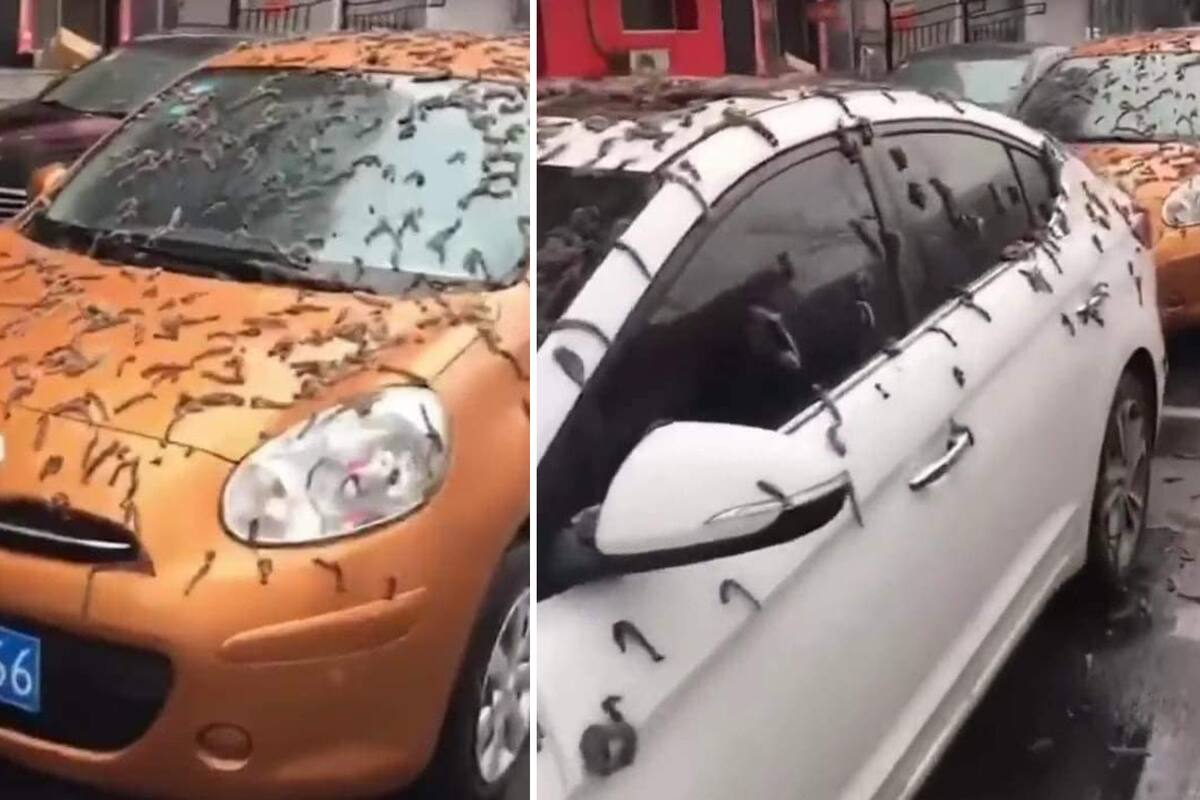 VIDEO: "Lluvia" de gusanos en China causa terror, ¿es el apocalipsis?