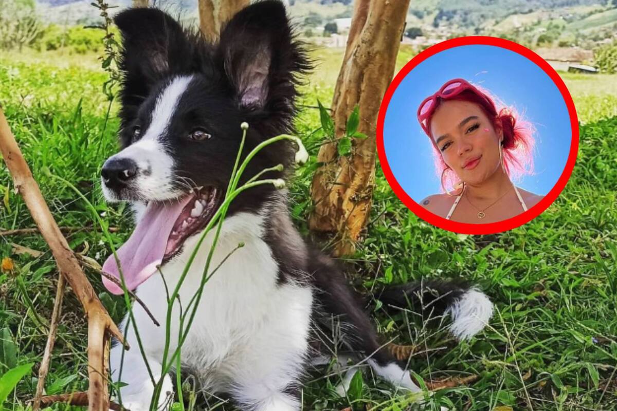 VIRAL: Él es "Koko", el perrito fan número uno de Karol G