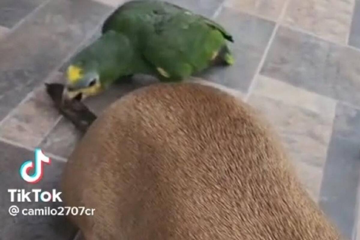 Así es como estos pericos se divierten haciéndole travesuras a un perrito