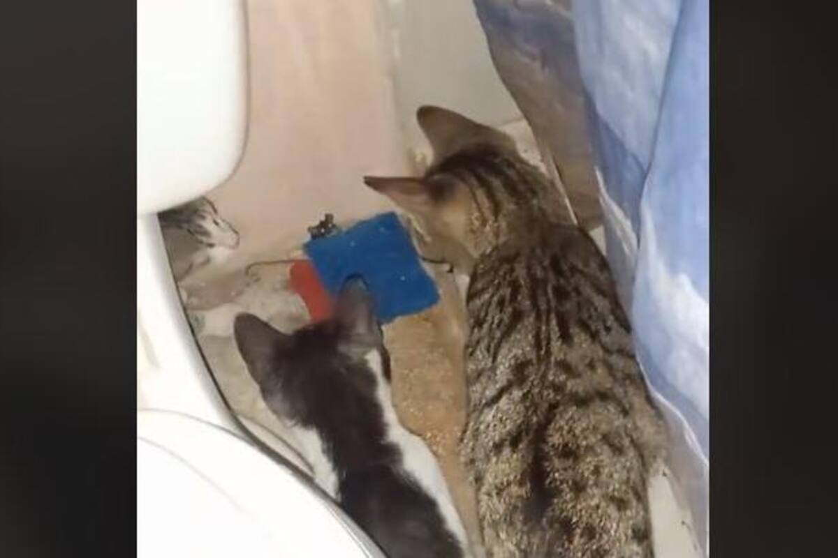 VIRAL: Ratoncito es acorralado por tres gatos