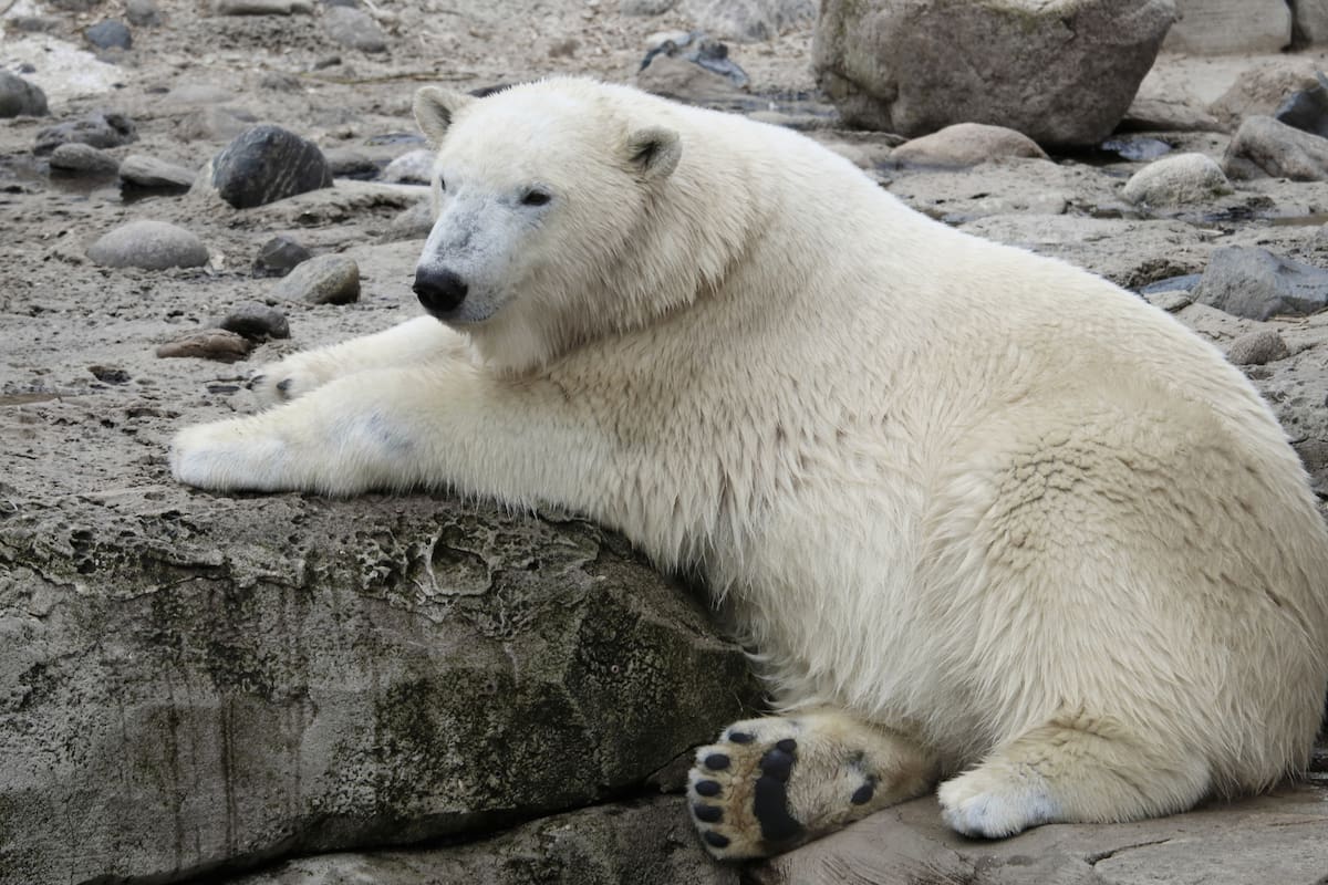 Los osos polares en el Ártico noruego ganan peso pese al deshielo, modifican su dieta y acceden a nuevas presas, aunque expertos alertan que esta adaptación podría no perdurar si el calentamiento prosigue