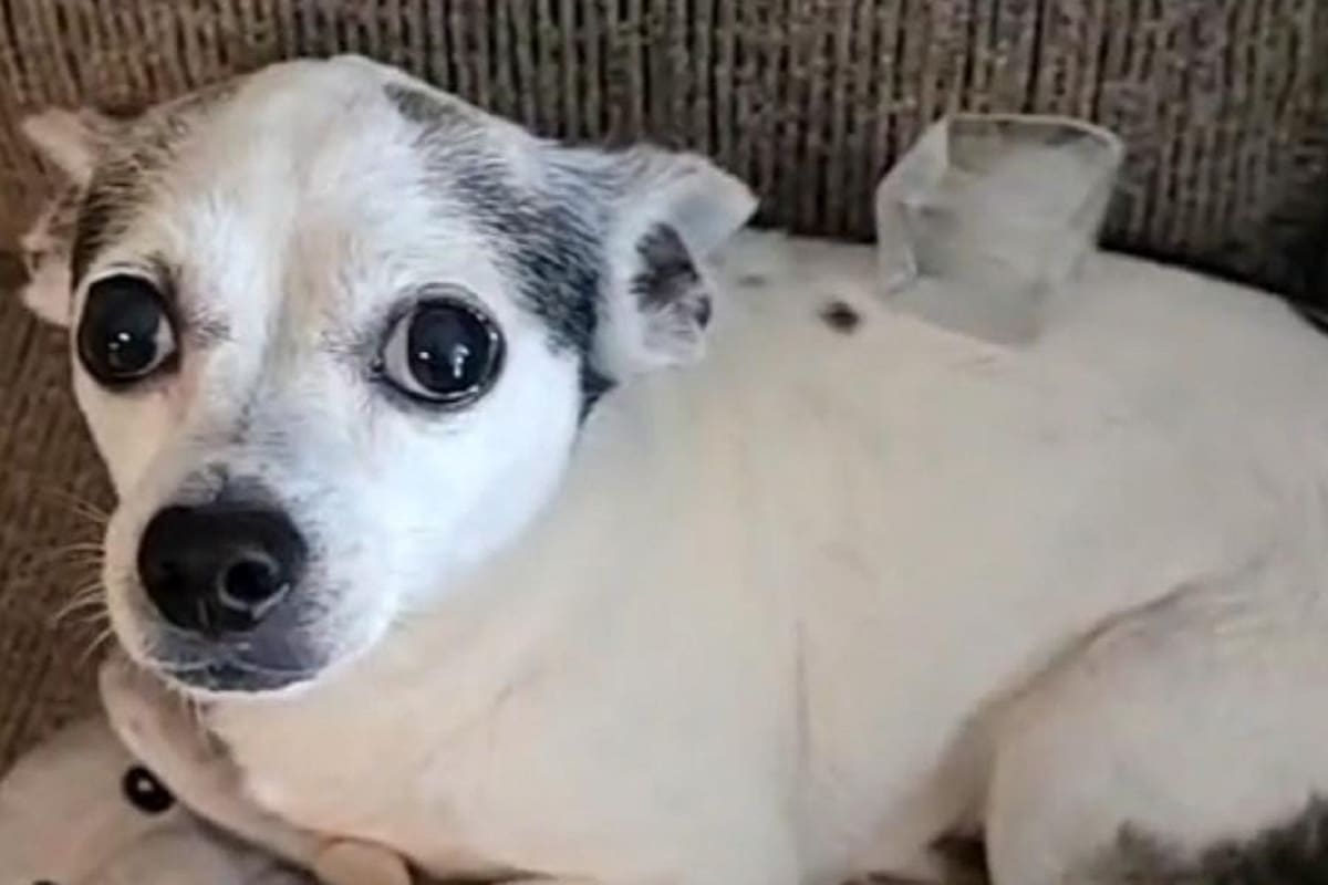 Joven le pone cubito de hielo a su perrito y esta fue su divertida reacción