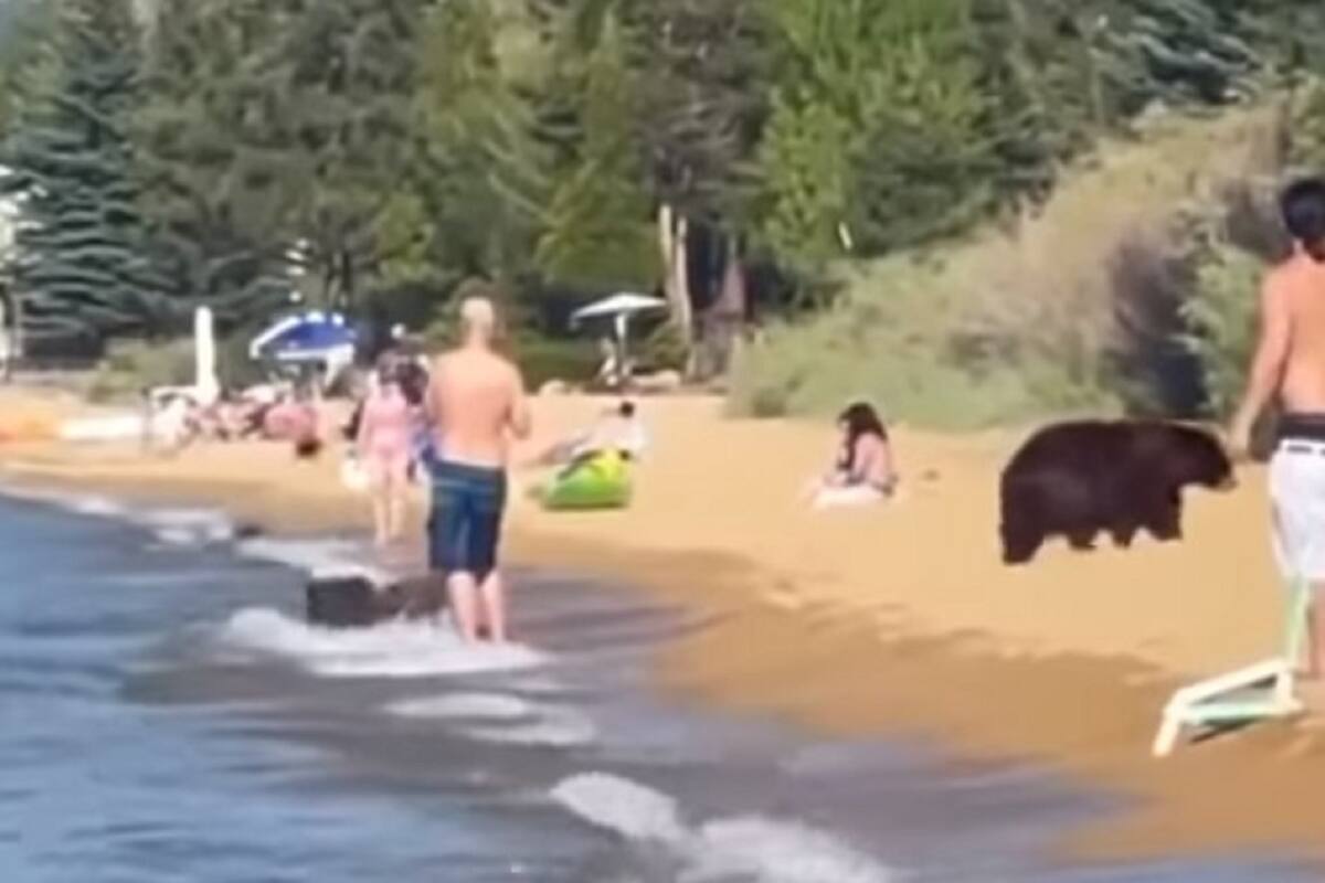 VIDEO VIRAL: Osa y sus crías se dan un chapuzón junto a bañistas en playa de California