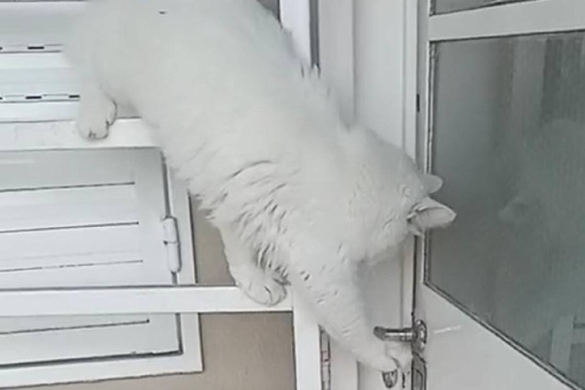 Gatito se vuelve viral en TikTok por su técnica para abrir la puerta