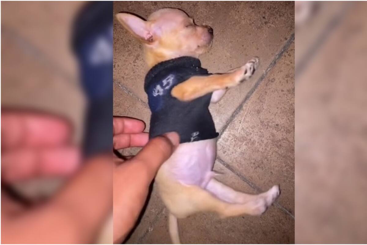 ¿Permio al mejor actor o al perro más dormilón? Así es como Monchito asustó a su dueño