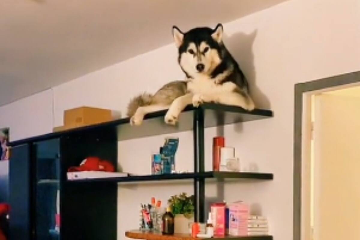 Perrito Husky se apodera de librero y se hace viral