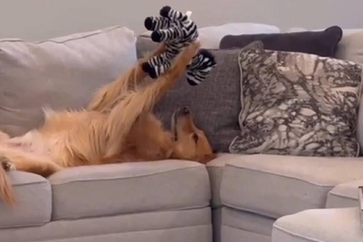 Perrito se vuelve viral en TikTok por la tierna forma en la que juega con su peluche