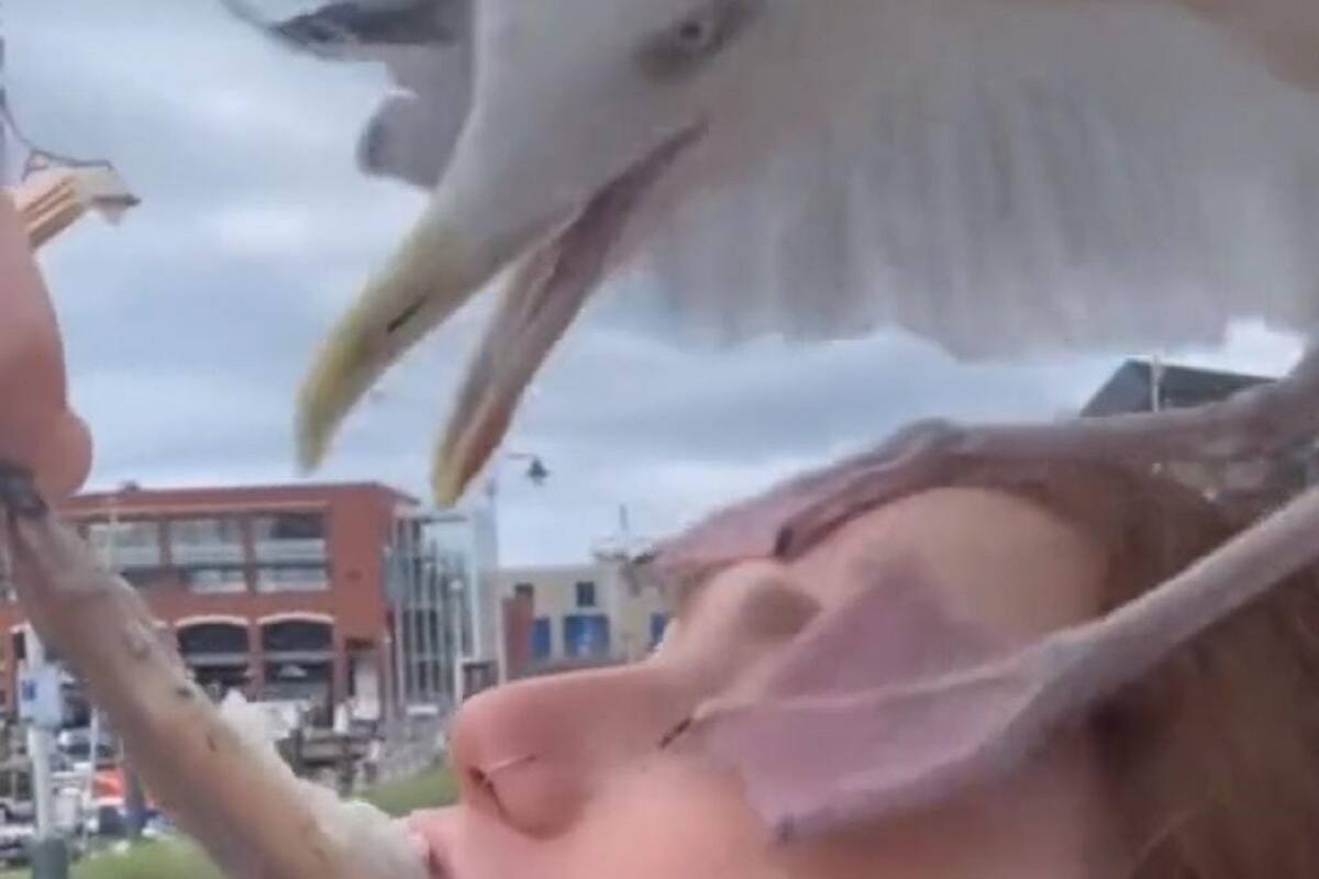 Joven graba el momento exacto en que una gaviota intenta arrebatarle su comida de la boca