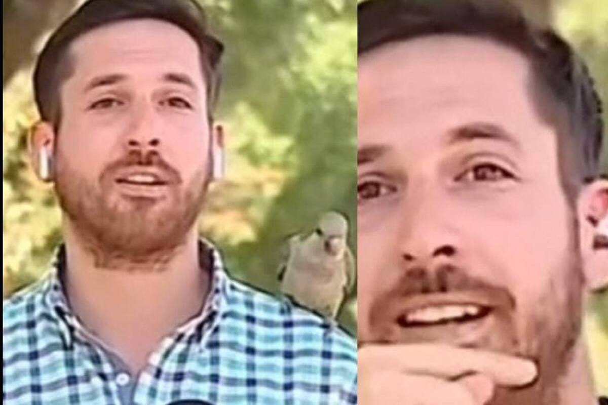 Pajarito le roba audífono a reportero durante plena transmisión