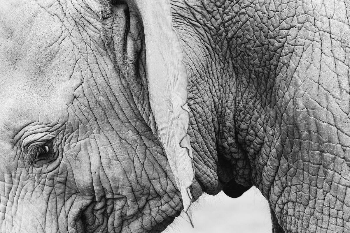 Elefante llora por horas tras ser rechazado por su madre
