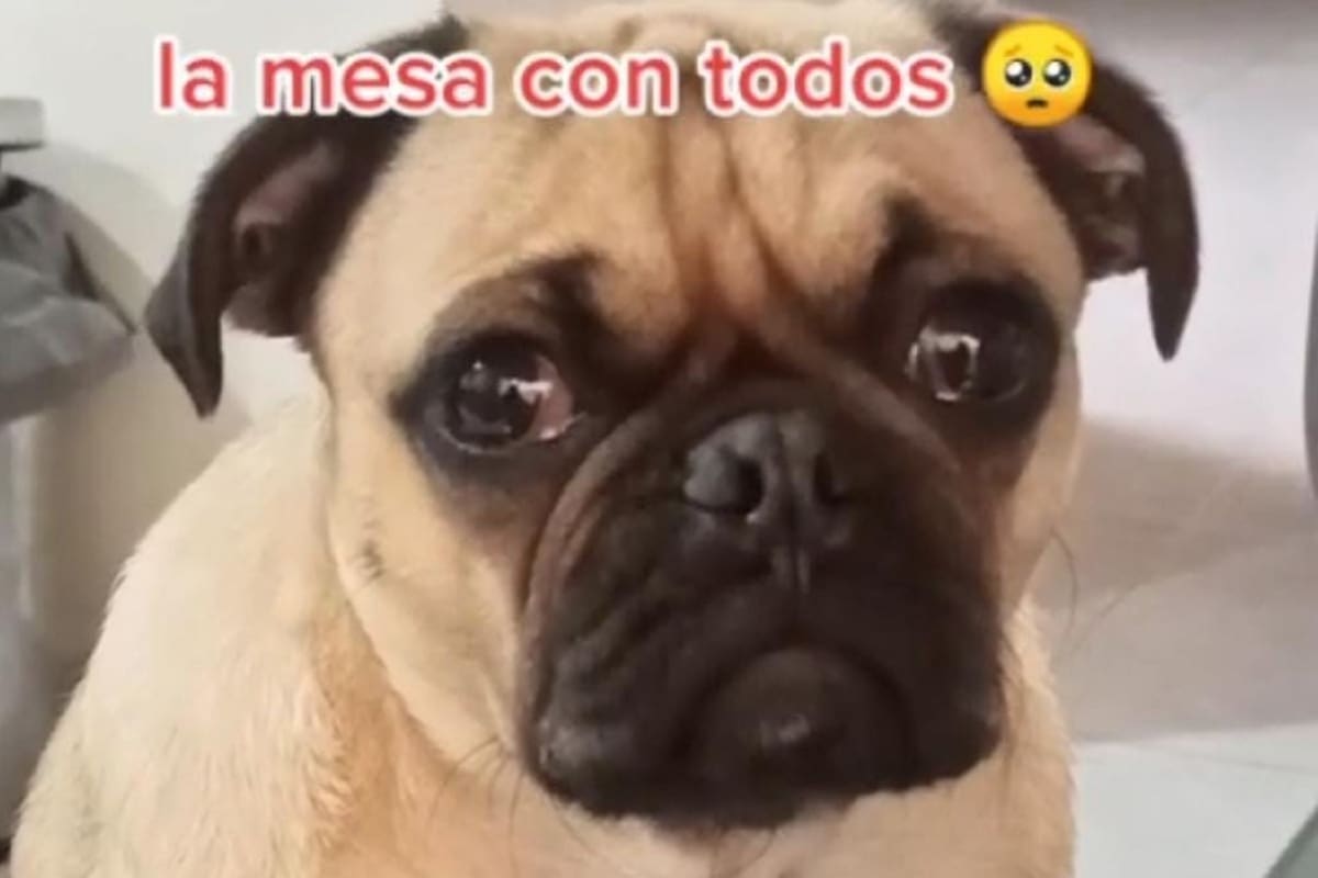 VIDEO VIRAL: Perrito llora porque no lo dejan comer en la mesa