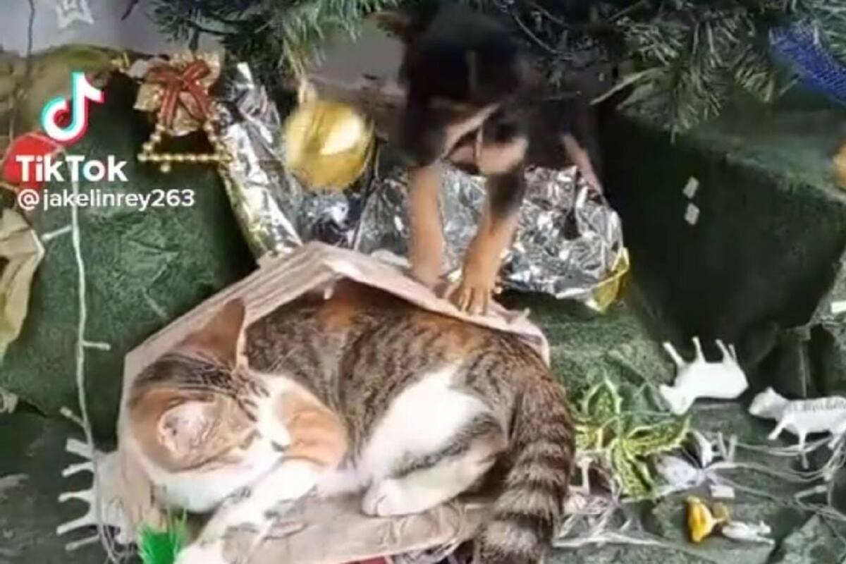 Mujer graba a sus mascotas destruyendo el nacimiento que puso: “Pensaron que era un parque de diversiones”