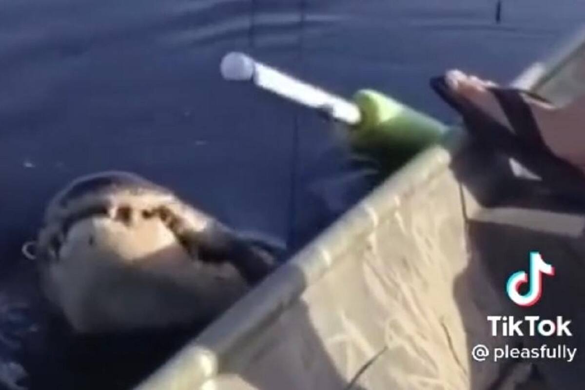 VIDEO VIRAL: Hombre pesca a un cocodrilo pensando que era un pez