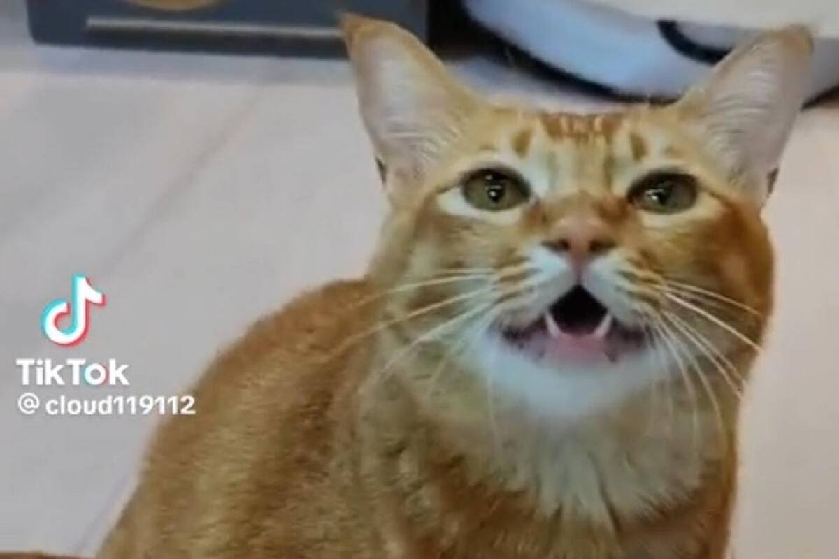 VIDEO VIRAL: Gato impresiona en TikTok al cantar junto a su dueño