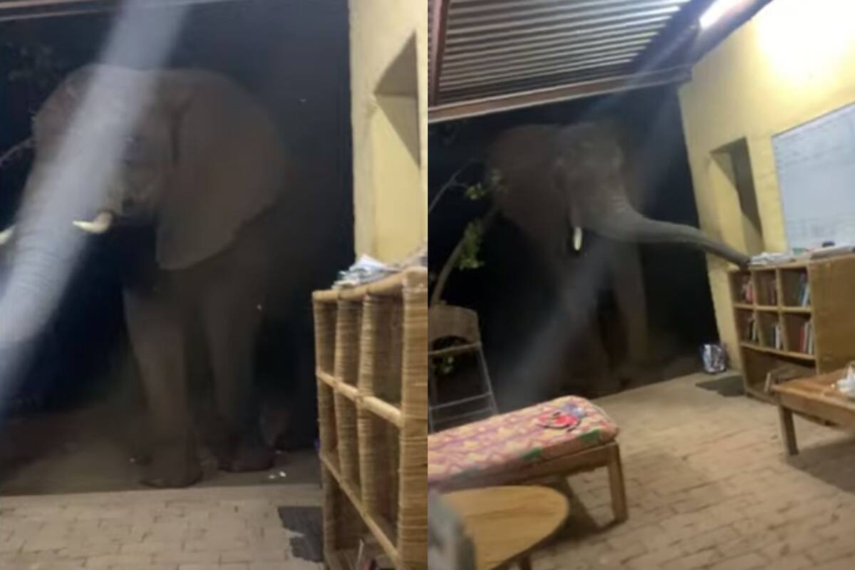 Elefante sorprende a voluntario al entrar a refugio