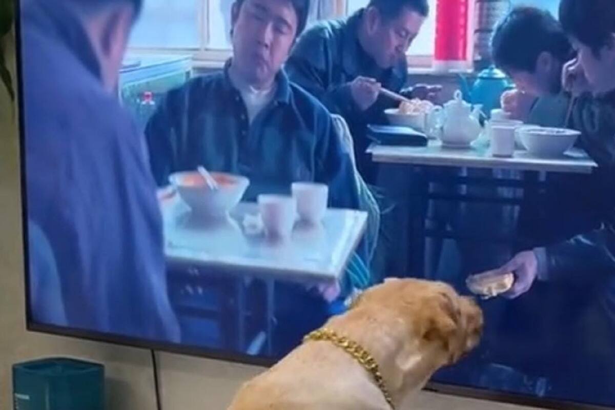 Perrito pensó que le darían comida al estar viendo la televisión