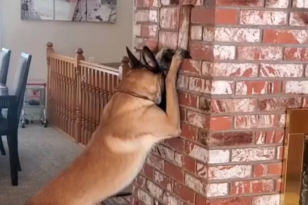 VIDEO: Perrito se hace viral por jugar escondidas con una niña