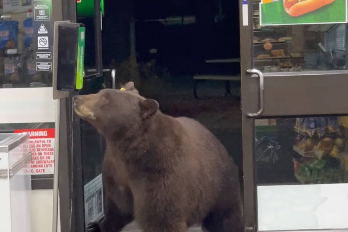 VIDEO VIRAL: Oso entra a 7-Eleven y se pone gel antibacterial