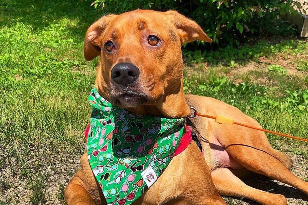 Perrita “habla” para decirle a su dueña que la ama