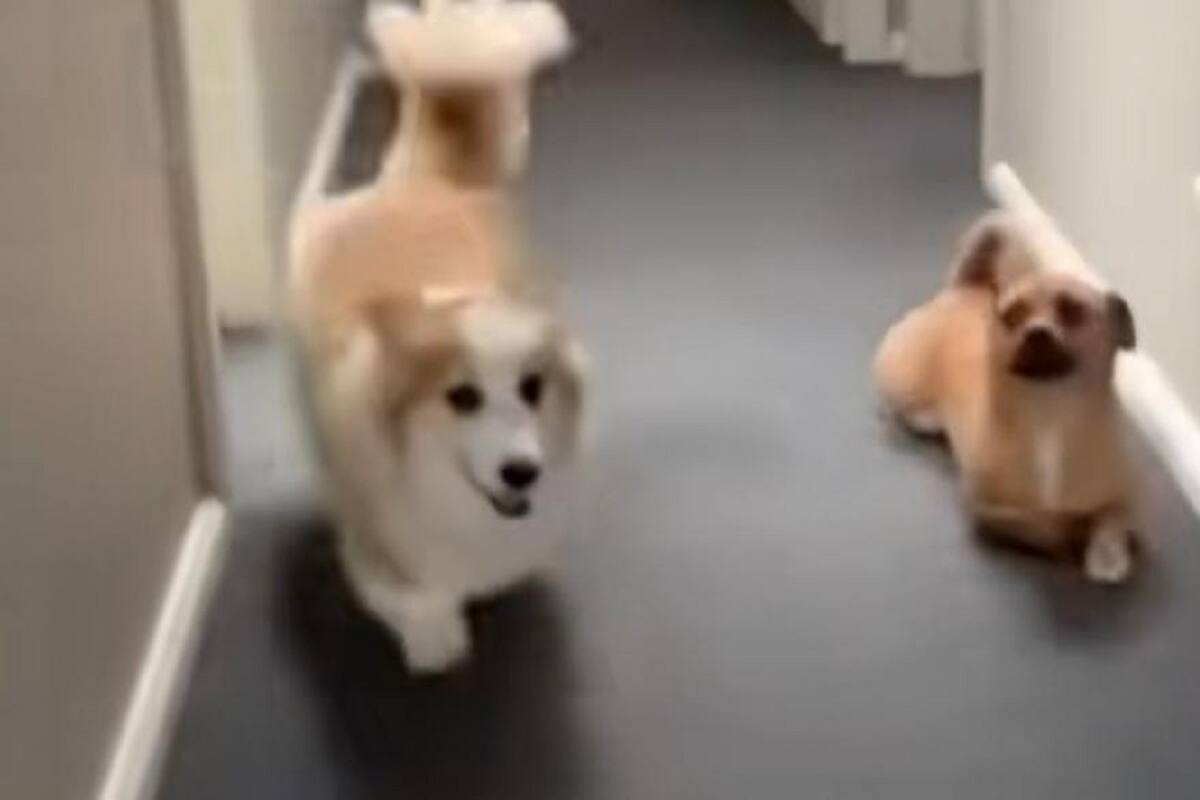 Perrito se vuelve viral en TikTok al imitar a otro “lomito” con las patas cortas