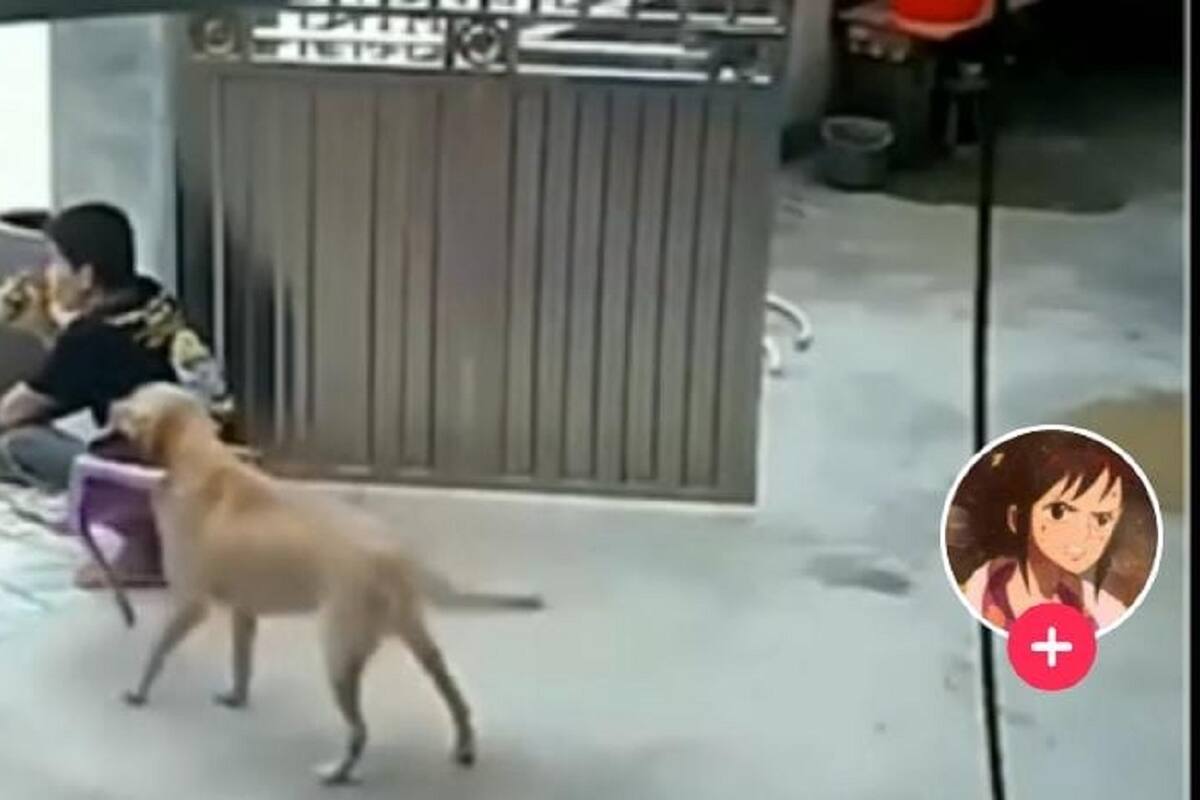 VIDEO VIRAL: Perrito le lleva silla a su dueño al verlo sentado en el piso