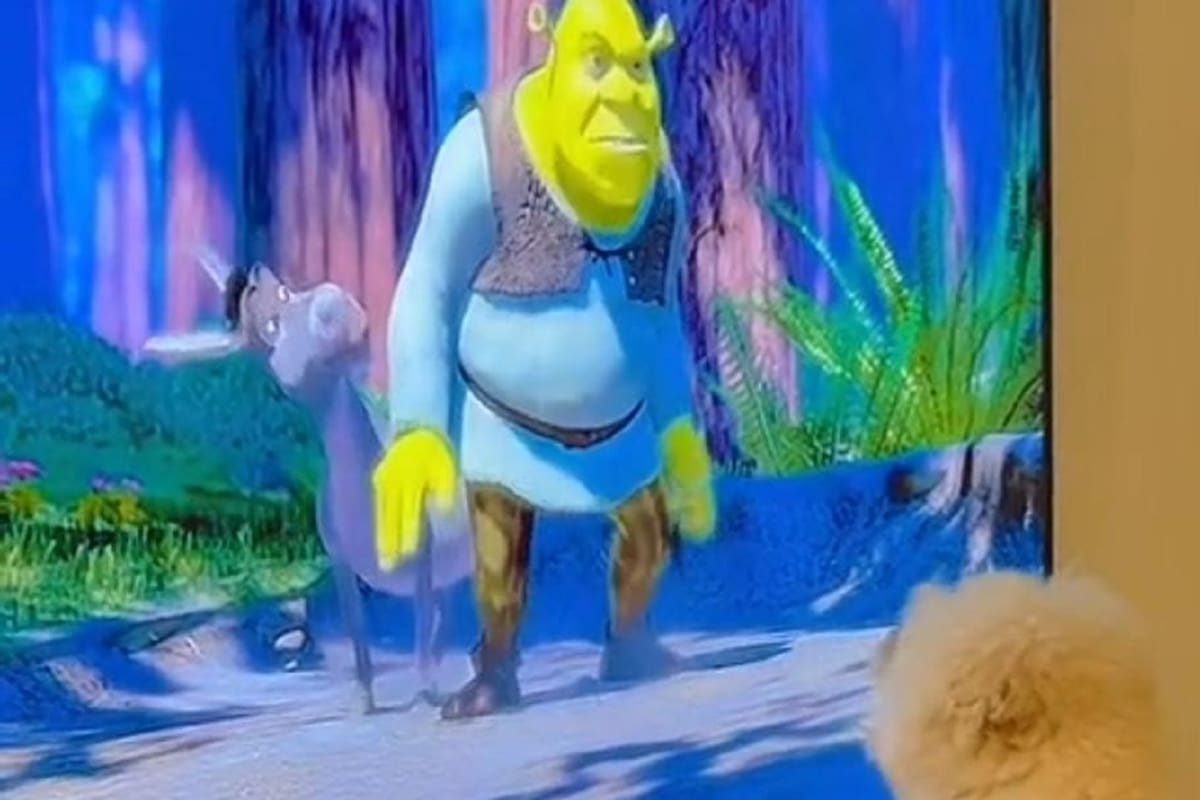 Perrito se vuelve viral en TikTok al ser fan de la película de “Shrek”