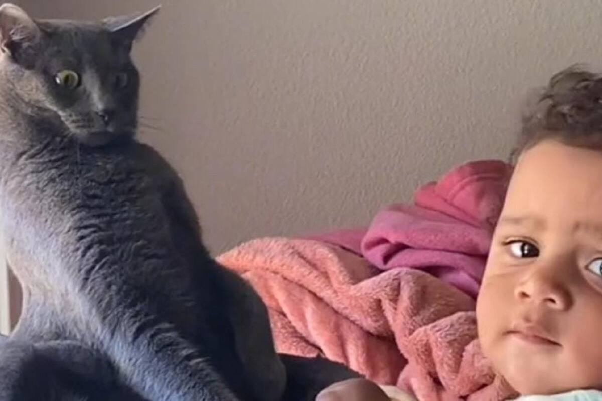 Gatito interactúa por primera vez con un niño y así fue si divertida reacción