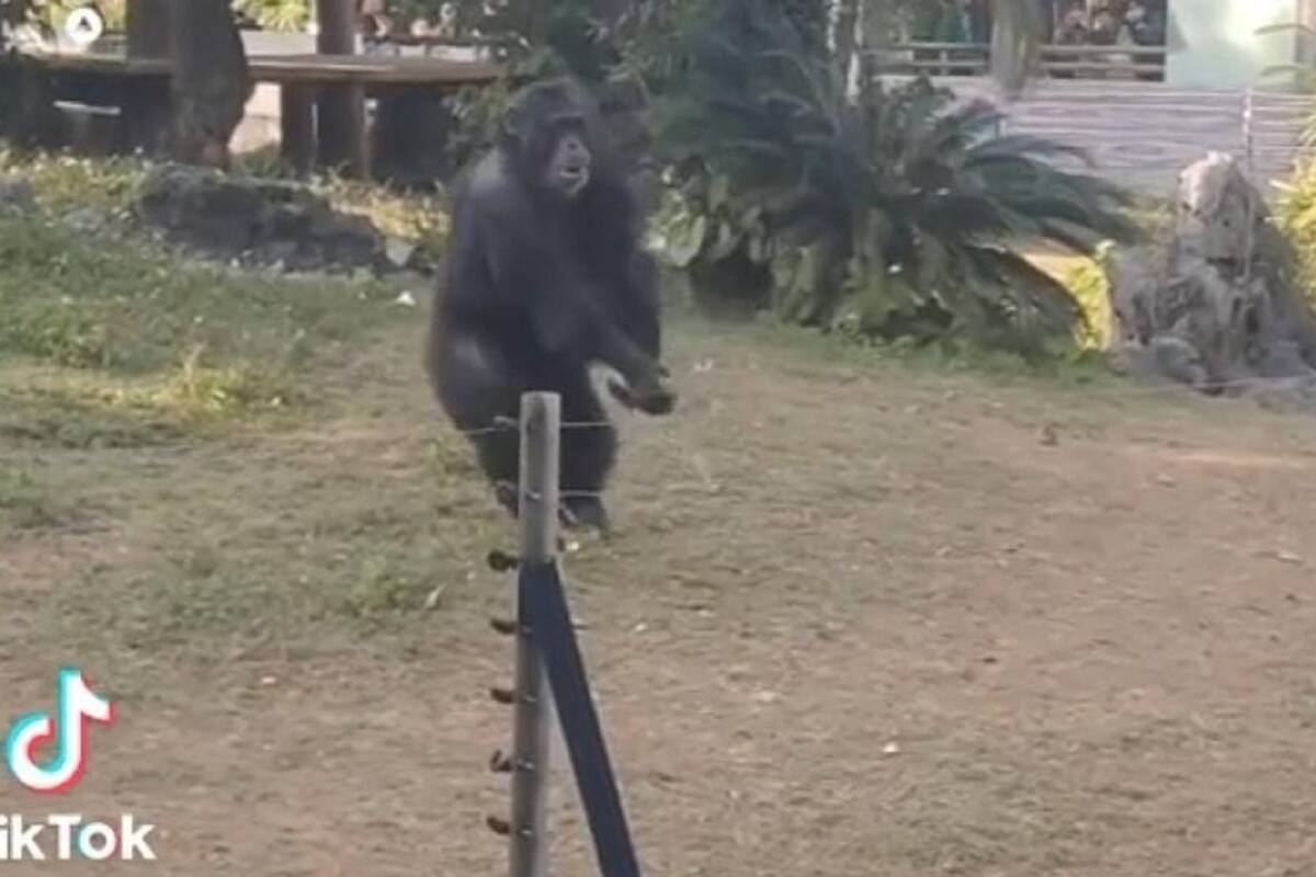 Chimpancé golpea el celular de una persona con botella que arrojaron en su hábitat