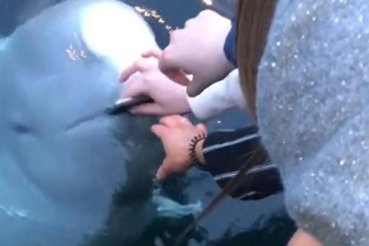 TikTok: Beluga devuelve celular del fondo del mar