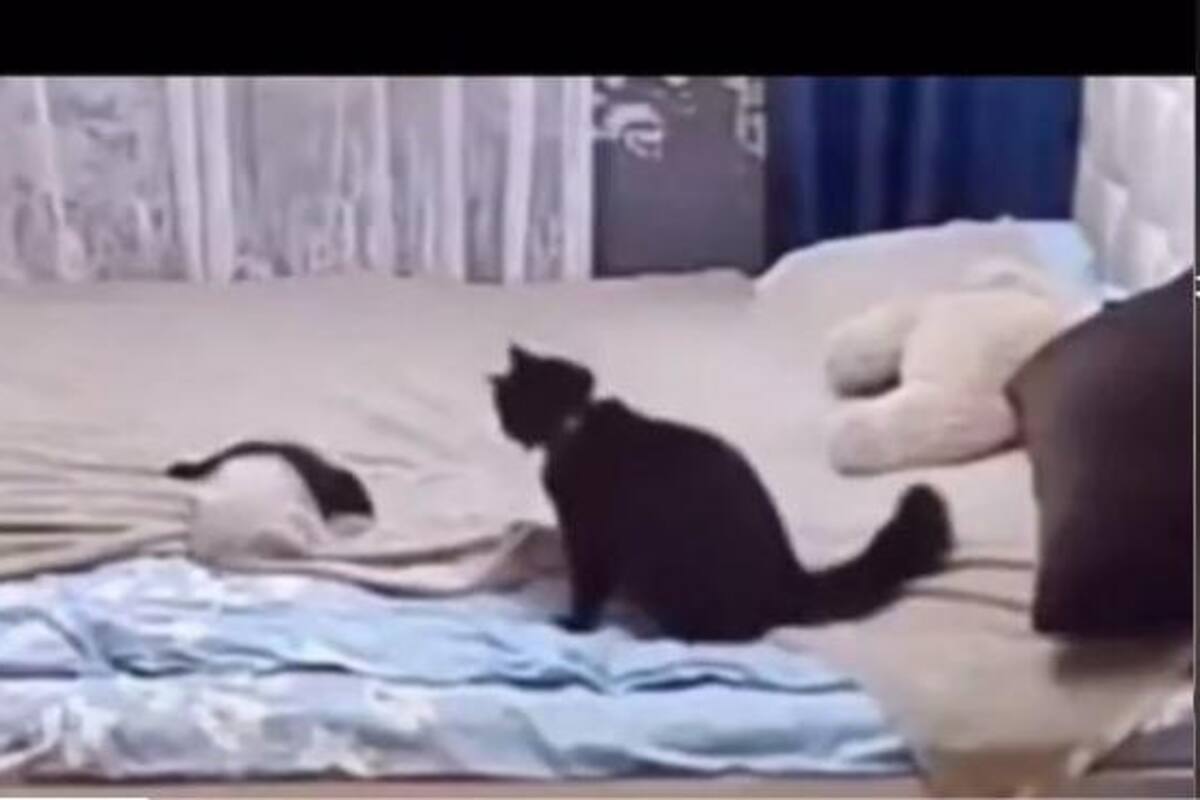 VIDEO: Gatito regaña a su hijo por destender la cama cuando no está su dueño